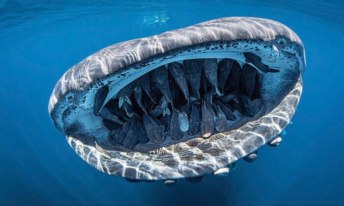 Photo of ‘Smiling’ Whale Shark With Mouth Full of Friendly Remoras Wins Photo Competition