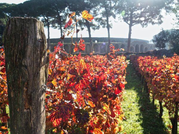 Vines in the Foro Boario vineyard and the amphitheatre, Pompeii. (Emlyn Dodd)