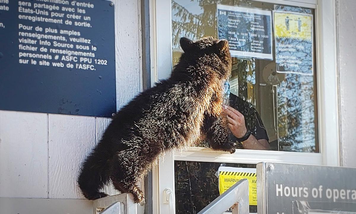 Bear Cub Caught Trying to Cross Canada-US Border With ‘No Travel Documents’ Taken In by Shelter