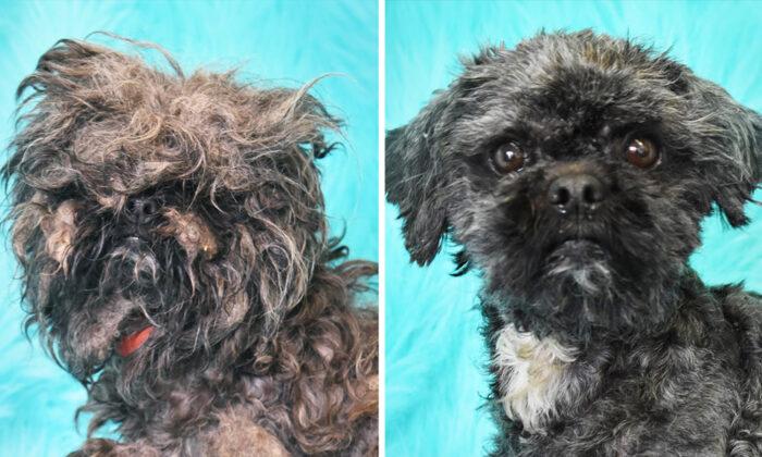 ‘Dirty Dogs Contest’ Showcases Best Shelter Dog Glow-Ups of 2020, Helps Pups Get Adopted
