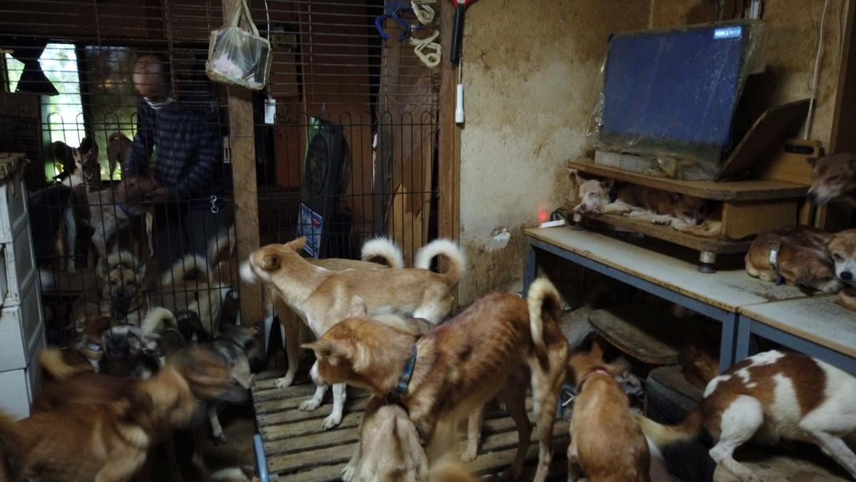 Dozens of dogs, the animal rights group says are mostly malnourished and infected by parasites, are crammed inside a tiny house in Izumo, western Japan, Oct. 19, 2020. (Dobutsukikin/Handout via REUTERS)