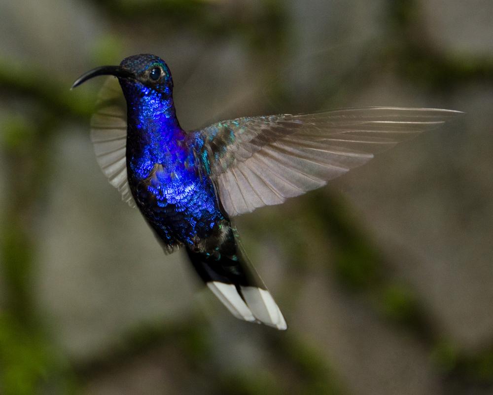 A hummingbird in Monteverde Cloud Forest Reserve. (Brent Barnes/Shutterstock)
