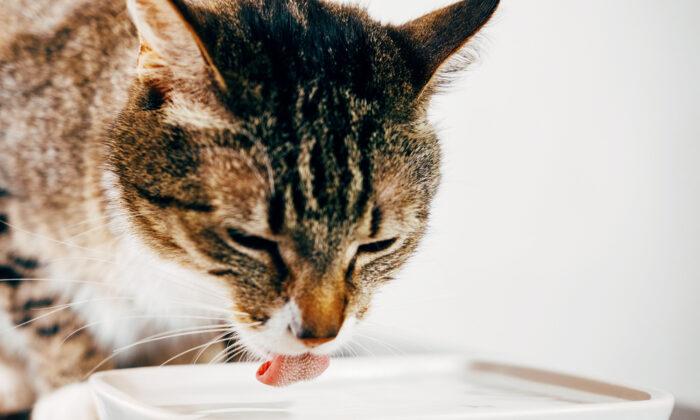 Ask the Vet: Drinking and Urinating Excessively May Signal Pet Diabetes