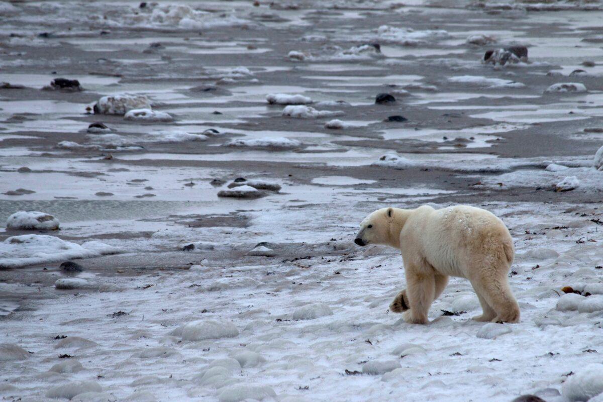 A young male polar bear waits for the sea ice to return in the Churchill Wildlife Management Area, Manitoba, October 27, 2020. (Reuters/Gloria Dickie)