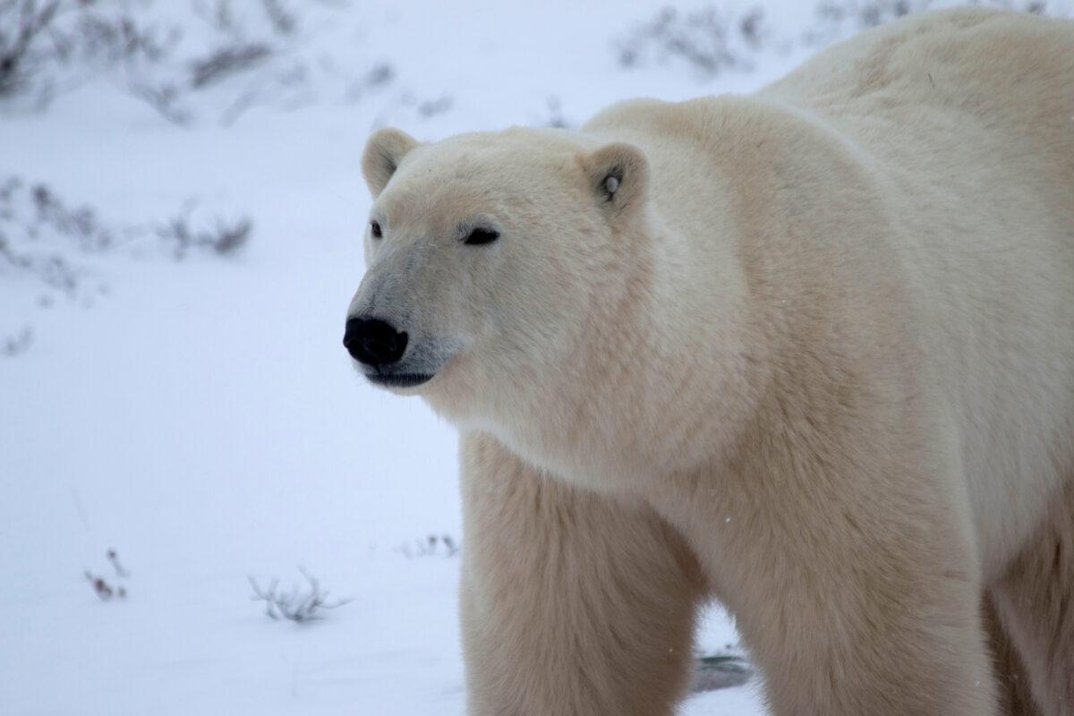 A young male polar bear waits for the sea ice to return in the Churchill Wildlife Management Area, Manitoba, October 27, 2020. (Reuters/Gloria Dickie)