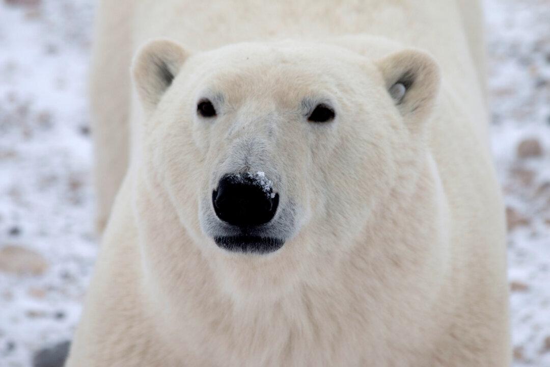 Ontario Man Fights Off Polar Bear That Attacked Wife on Driveway