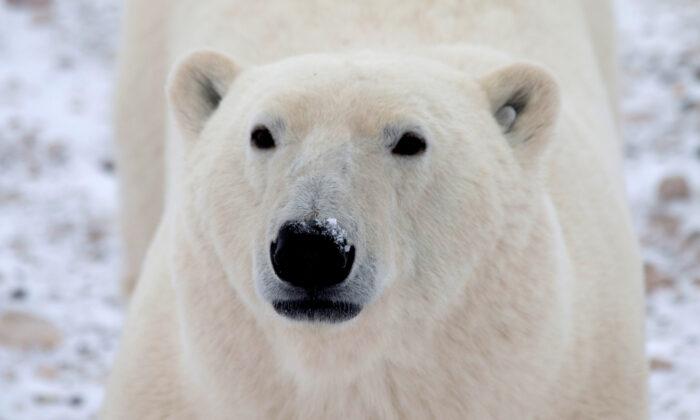 Quebec's Wildlife Protection Agency Neutralizes Polar Bear Spotted in Gaspé Region