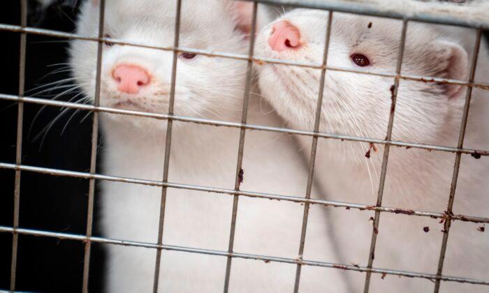 Denmark’s Plan to Cull 17 Million Mink Faces Legal Hurdle