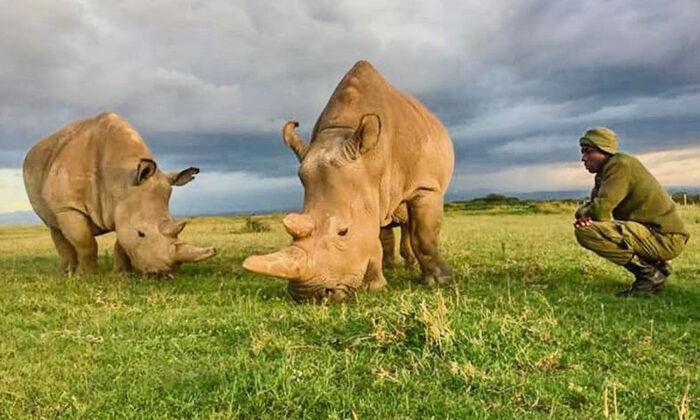 The World’s Last Two Northern White Rhinos Need 24-Hour Armed Guards