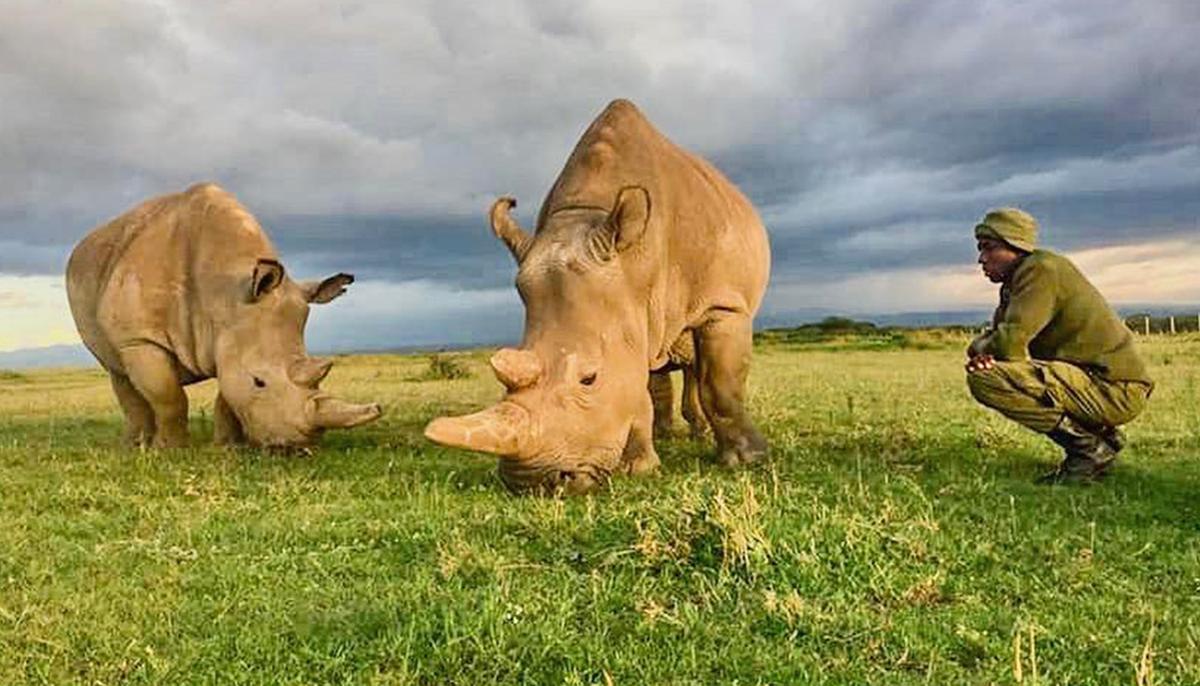 The World’s Last Two Northern White Rhinos Need 24-Hour Armed Guards