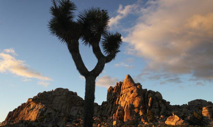California to Conserve Joshua Trees With New Fees