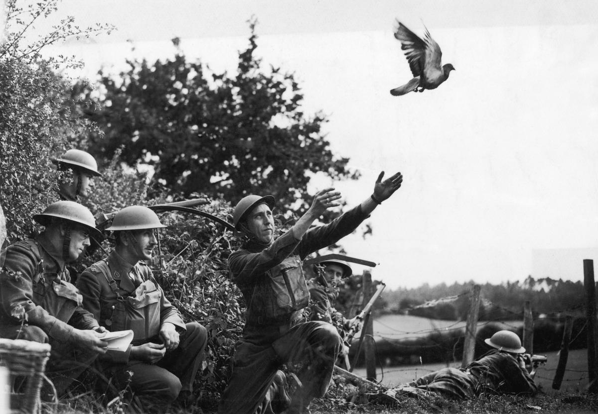 British soldiers in the south of England train a carrier pigeon to deliver messages during World War II, Aug. 15, 1940. (FPG/Hulton Archive/Getty Images)