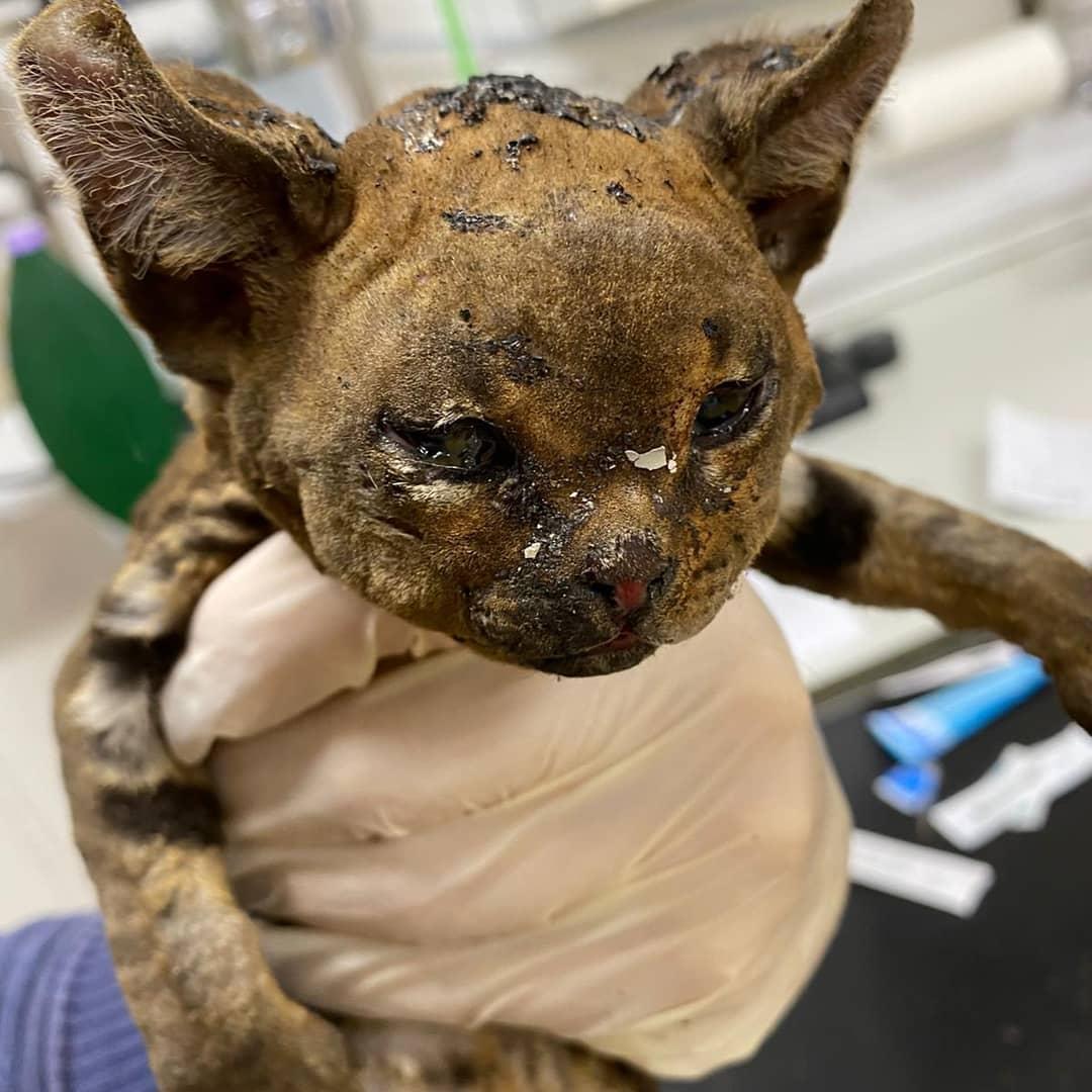 The kitten named "Fire Cat" at Pride Veterinary Center after being rescued from near the site of a bonfire in Derby, England. (Courtesy of <a href="https://www.instagram.com/firecat_2020/">Jenni Gretton</a>)