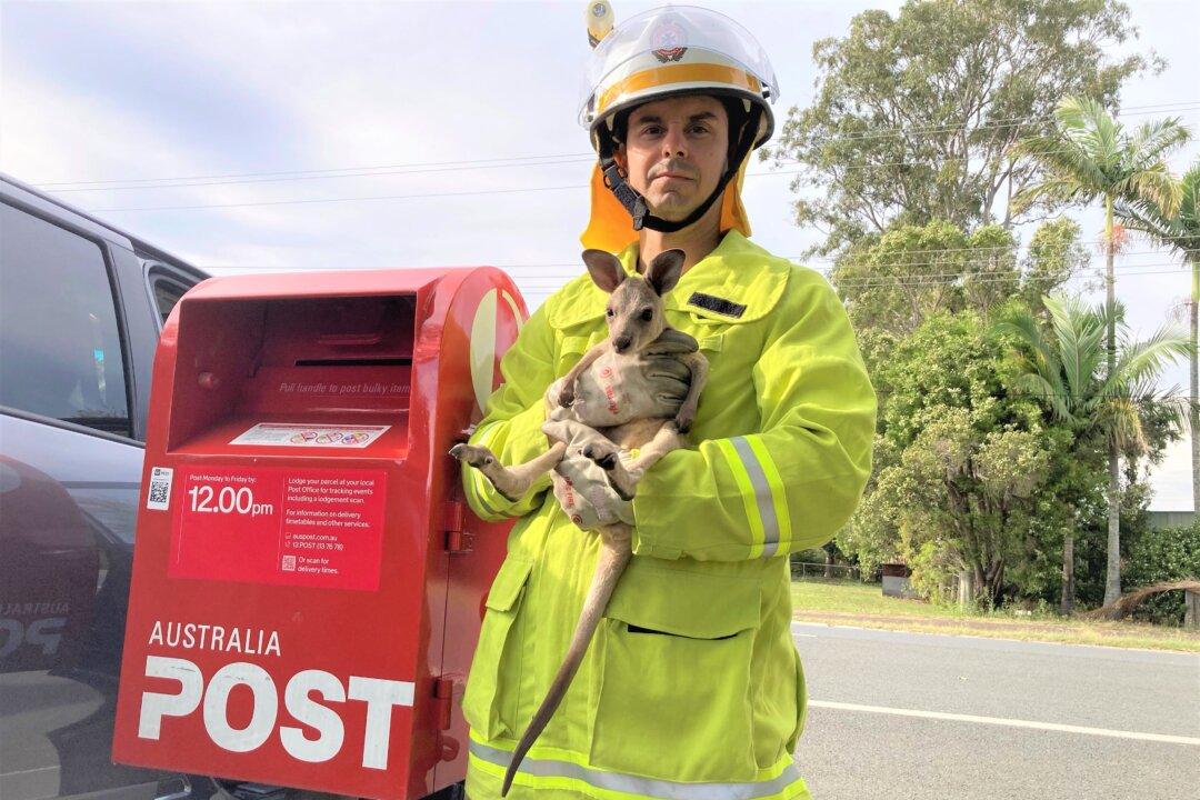 Joey Rescued from Post Box