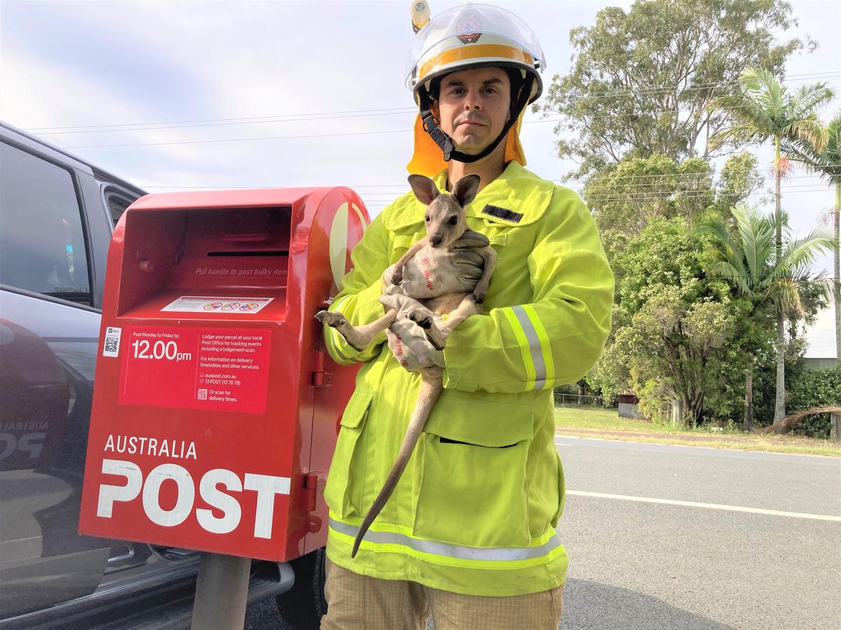 Joey Rescued from Post Box