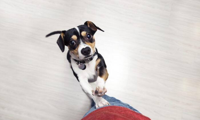 Ask the Vet: Turn Away From a Dog Jumping on You