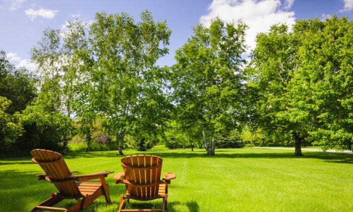Growing and Mowing: Caring for Lawns Under Forest Trees
