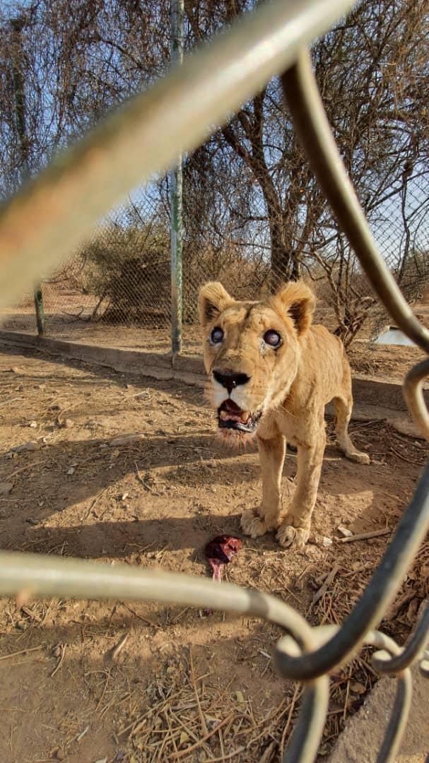 Alma the lioness was blind and starving when she was found. (Courtesy of <a href="https://www.instagram.com/wild_at_life/">WildatLife.e.V</a>)