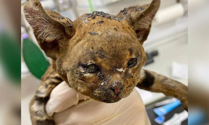Tiny ‘Fire Cat’ Burned in Bonfire Adopted by Vet Nurse Who Saved His Life