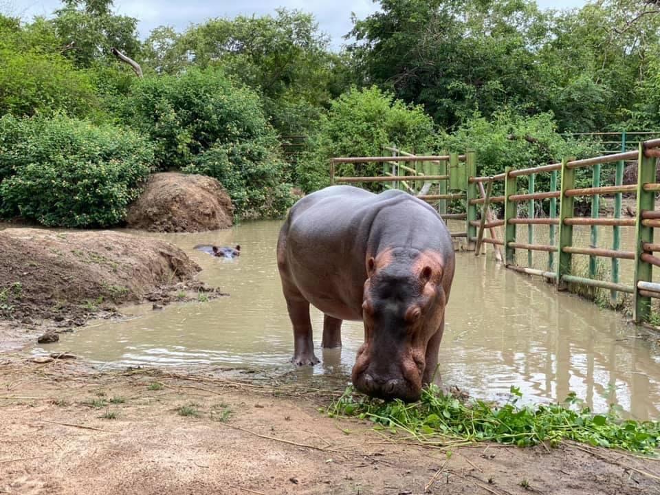 The hippos enjoying freshly sanitized water (Courtesy of <a href="https://www.instagram.com/wild_at_life/">WildatLife.e.V</a>)