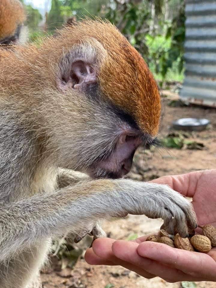 Monkeys, now safe and thriving after the intervention. (Courtesy of <a href="https://www.instagram.com/wild_at_life/">WildatLife.e.V</a>)