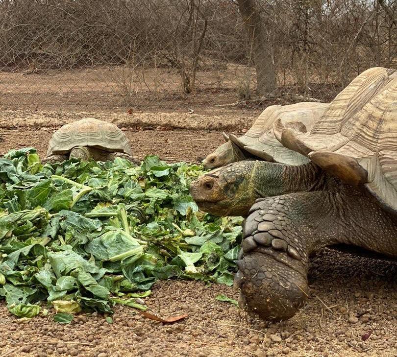 The turtles enjoying fresh veggies at the now-closed zoo of horror. (Courtesy of <a href="https://www.instagram.com/wild_at_life/">WildatLife.e.V</a>)