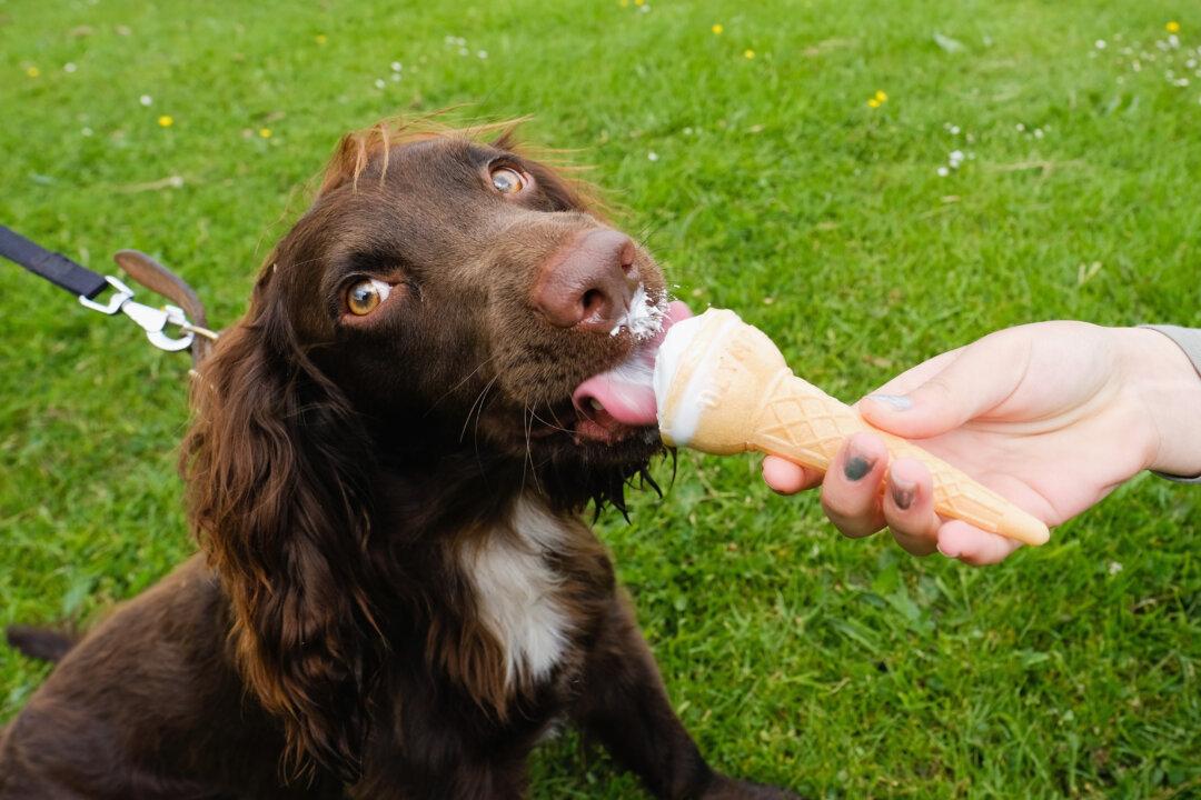 Coles Launches Ice Cream for Pups in Supermarket Transformation