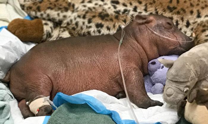 Born Premature at Just 29lb, Hippo ‘Fiona’ Hits Major Milestone Ahead of 4th Birthday