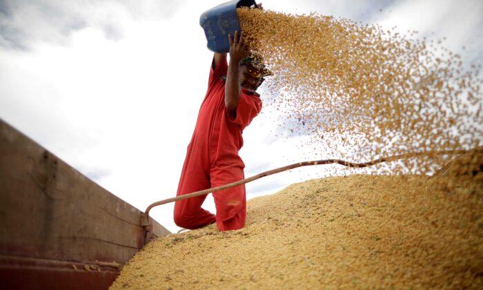 US Farmers Celebrate Soy Price Surge as Brazil Misses Out