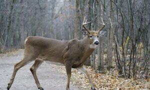 Arrest Made in Threats to Longueuil Mayor Over Decision to Kill Deer