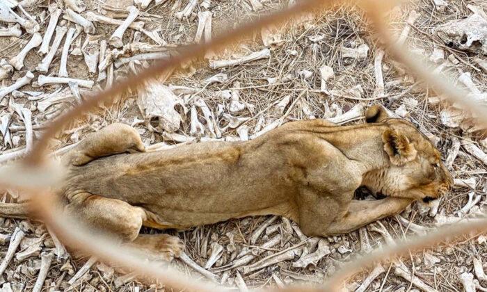 NGO Shares Shocking Images of Animals Left to Die in West African Zoo Amid Relief Effort