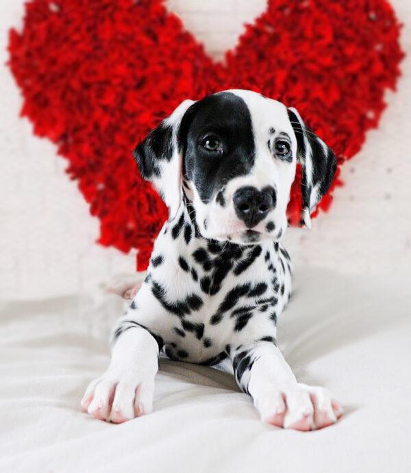 Rorschach, a dalmatian with a heart-shaped spot on his nose, is training to be an assistance dog. (Caters News)
