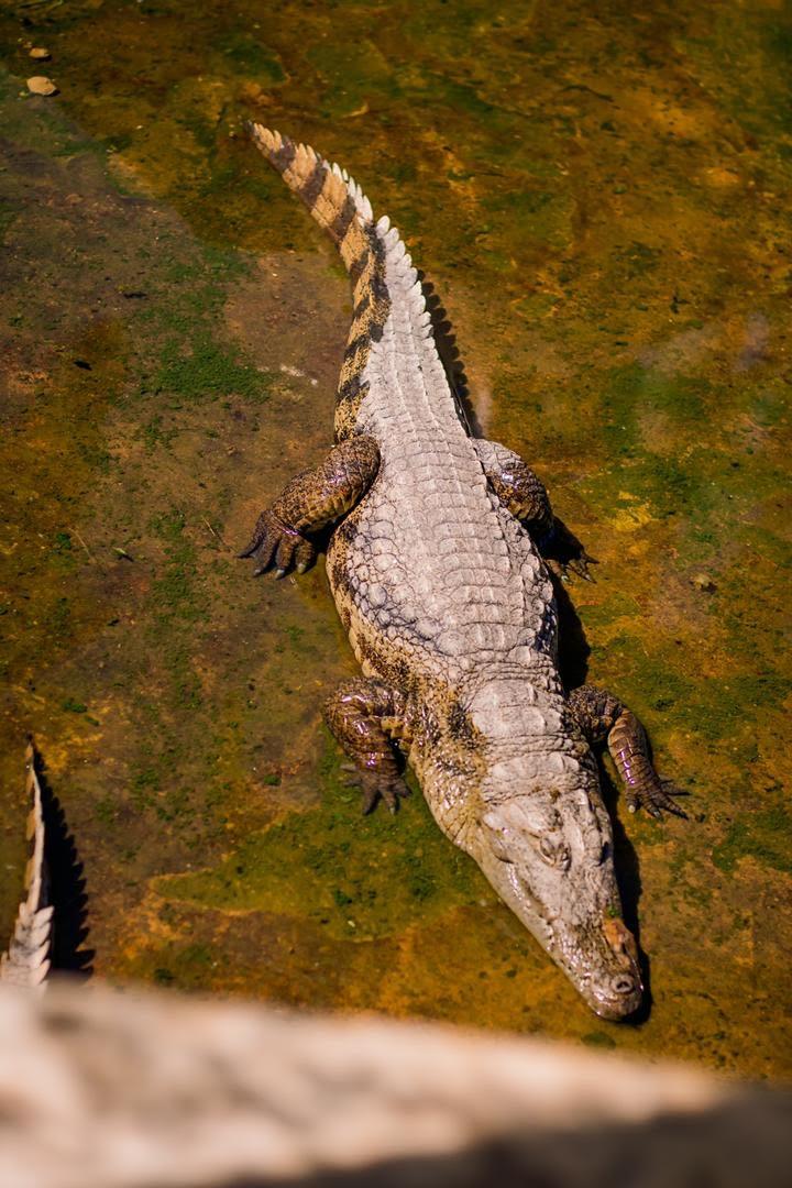  Starving alligators trapped inside a filthy enclosure (Courtesy of <a href="https://www.instagram.com/wild_at_life/">WildatLife.e.V</a>)