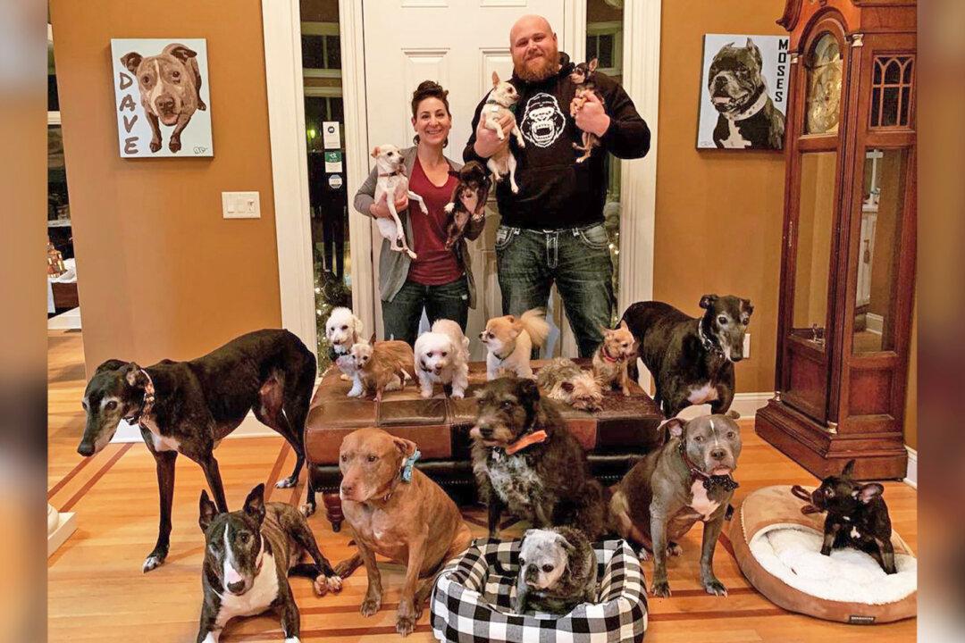 Couple Who Lost Their Elderly Canine Are on a Mission to Help Disabled and Senior Dogs