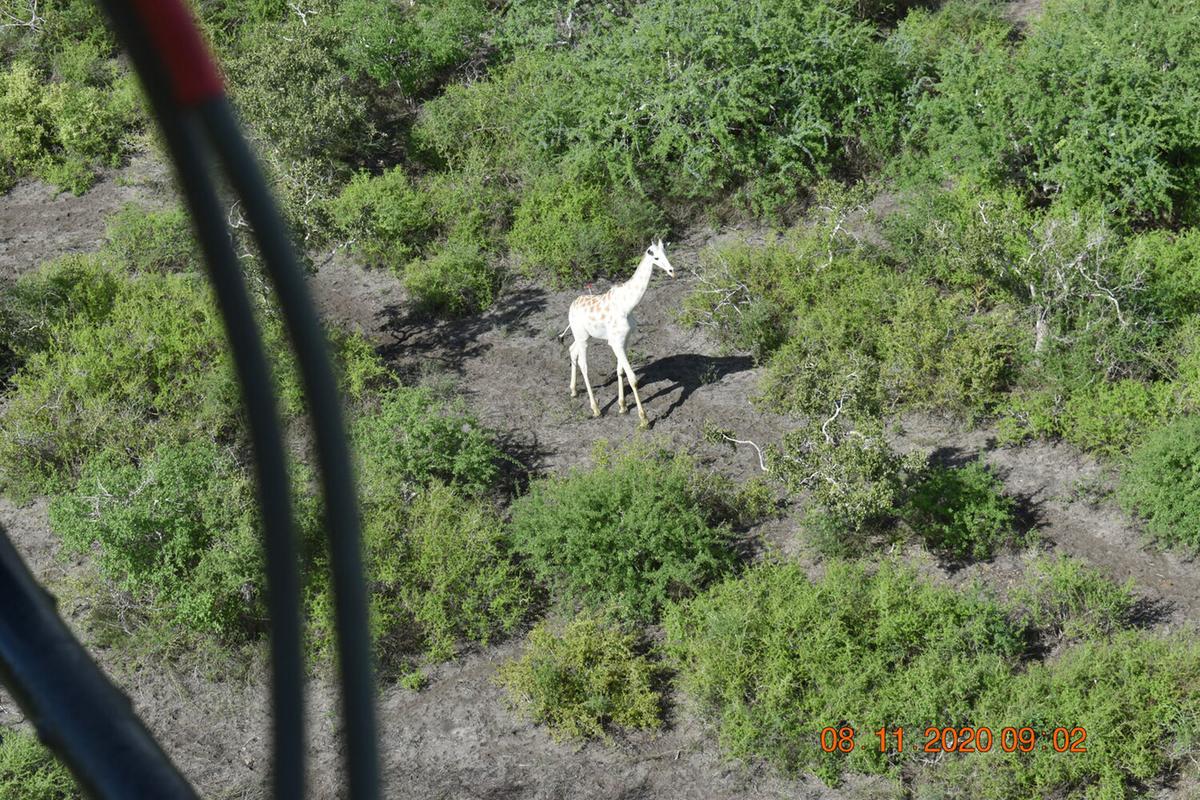 A global positioning satellite unit was placed on one ossicone (horn) of the giraffe to aid effective monitoring. (Courtesy of Northern Rangelands Trust)