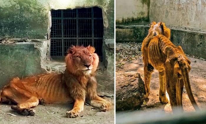 Shocked Visitor Reports Emaciated Lion and Starving Animals at Horrific Nigerian Zoo