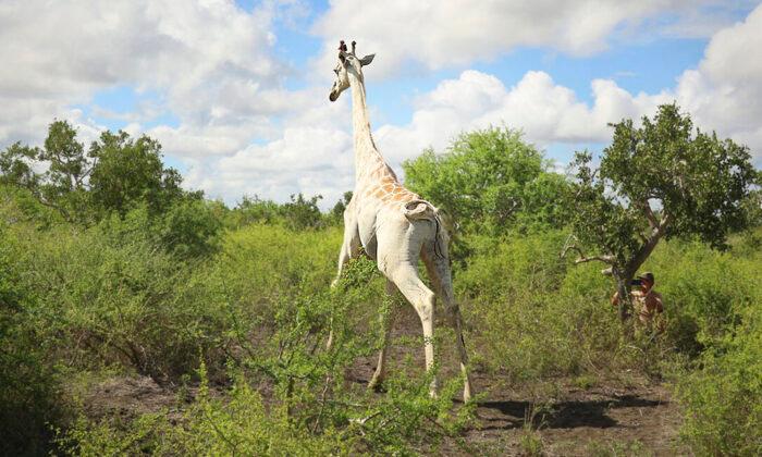 World’s Last Surviving White Giraffe Fitted With GPS Tracker to Protect From Poachers in Kenya