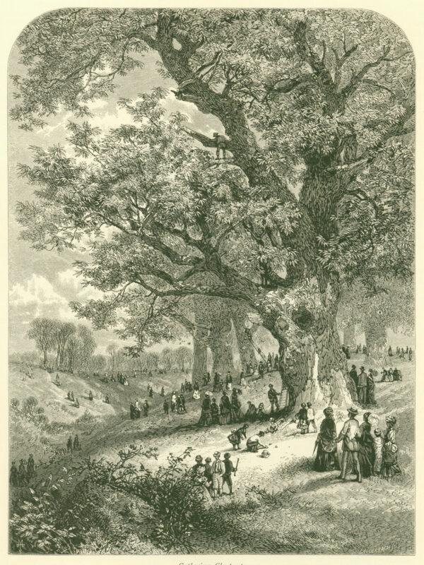 "Gathering Chestnuts" by JW Lauderbach, an engraving from The Art Journal of 1878. (Courtesy of the American Chestnut Foundation)