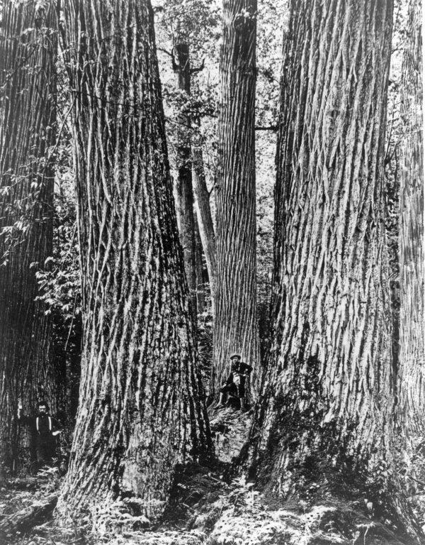Chestnut giants in the Great Smoky Mountains of Western North Carolina, circa 1910. (Courtesy of the Forest History Society)