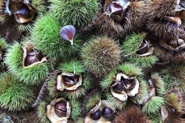 American chestnut burs and nuts from a tree in Maryland. (Courtesy of the American Chestnut Foundation)