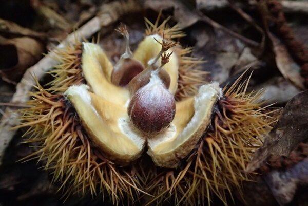 An open American chestnut bur. (Courtesy of the American Chestnut Foundation)
