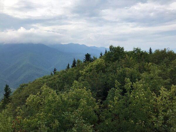 Wild American chestnut trees growing in Western North Carolina. (Courtesy of the American Chestnut Foundation)