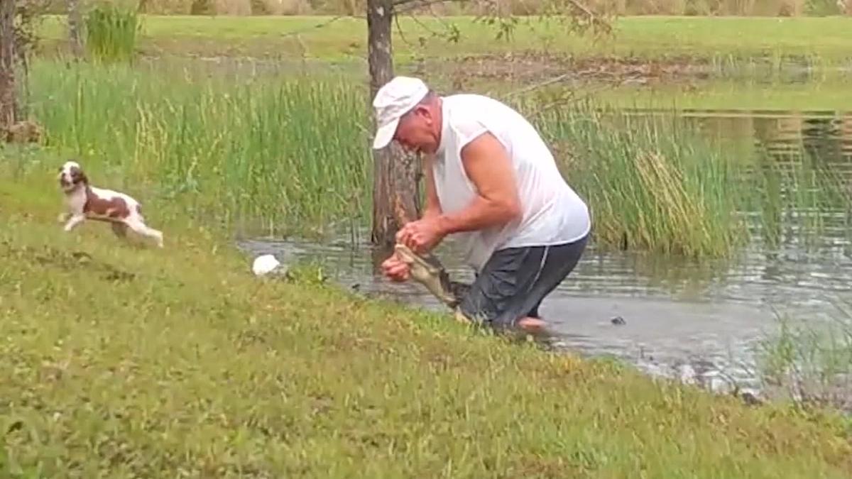 Gunner flees after Richard Wilbanks managed to open an alligator's mouth near his home in Estero, Fla. (WINK/Florida Wildlife Federation/STOP Foundation)