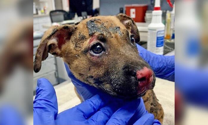 Badly Burned Puppy Saved and Adopted After Being Set on Fire Inside a Plastic Crate