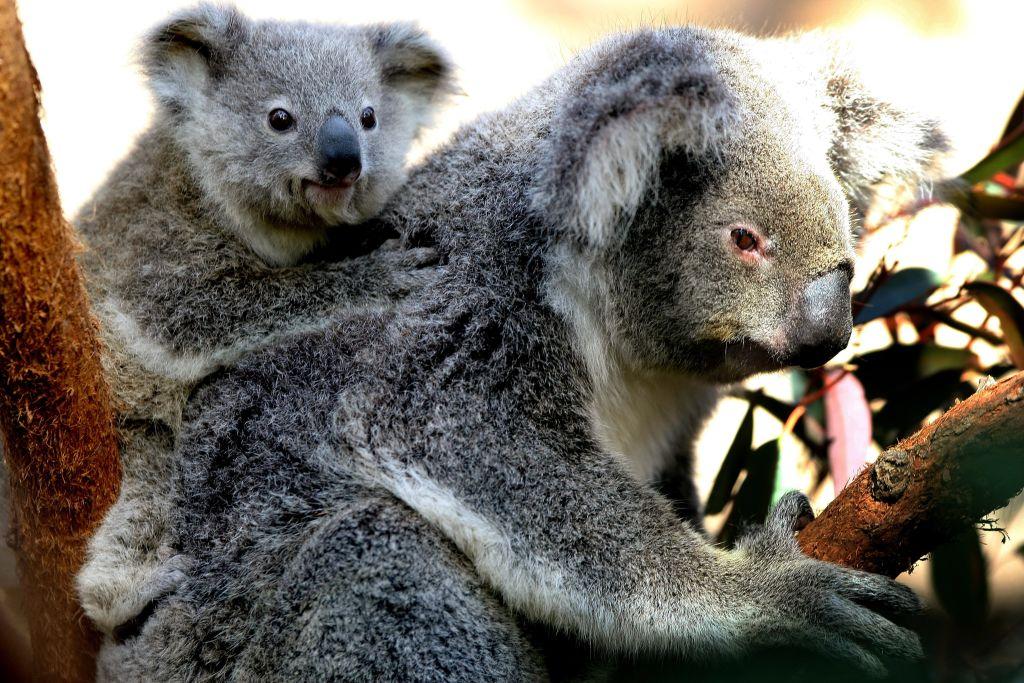Koalas Rescued During Bushfire Finally Return to Their Natural Habitat in Victoria