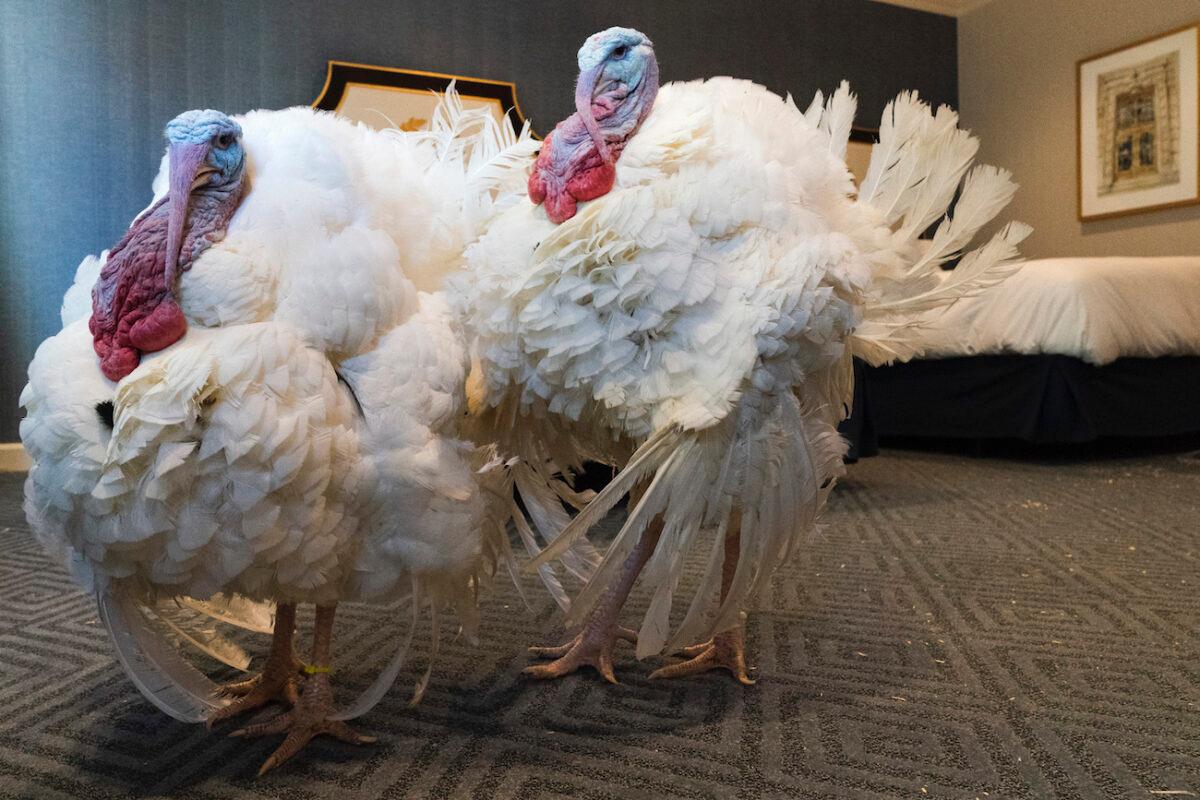 Corn, left, and Cob, two turkeys from Iowa who will attend the annual presidential pardon, strut their stuff inside their hotel room at the Willard Hotel in Washington on Nov. 23, 2020. (Jacquelyn Martin/AP Photo)