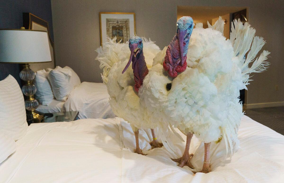 Corn, left, and Cob, two turkeys from Iowa who will attend the annual presidential pardon, hang out inside their hotel room at the Willard Hotel in Washington on Nov. 23, 2020. (Jacquelyn Martin/AP Photo)