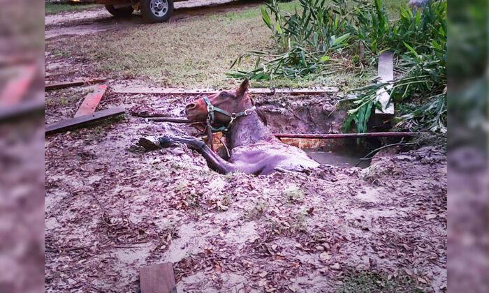 Florida Firefighters Free 40-Year-Old Horse That Fell Into Septic Tank