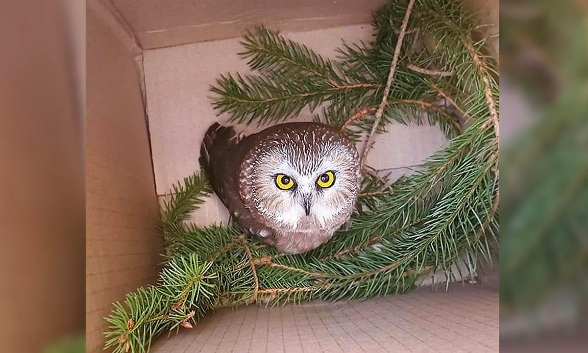 Tiny Stowaway Owl Found in Rockefeller Center Christmas Tree Felled 170 Miles Away