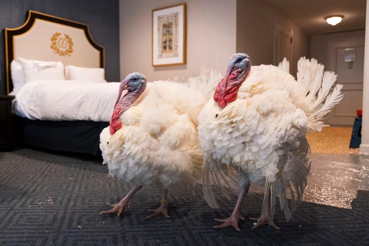Two turkeys raised in Iowa, who later attended the annual presidential pardon, strut their stuff inside their hotel room at the Willard Hotel in Washington on Nov. 23, 2020. (Jacquelyn Martin/AP Photo)